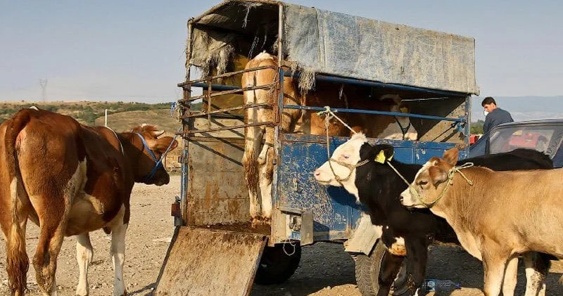 Səhər saatlarında heyvan kəsilməsi narazılıq yaradıb FOTO