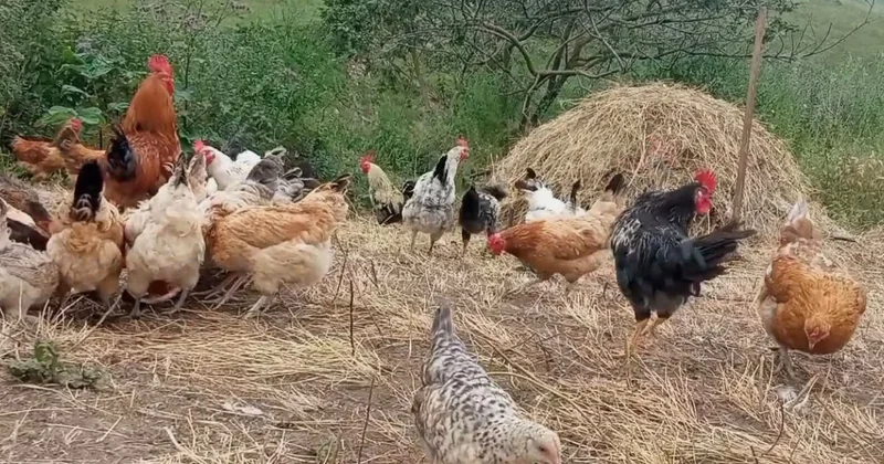 Rayonlarda toyuqlar kütləvi tələf olur Yeni xəstəlik yayılır?