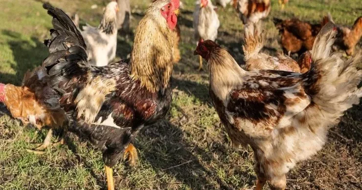 Toyuqlar payızda az yumurtlayır: məhsuldarlığı artırmaq üçün nə yedirtmək lazımdır?