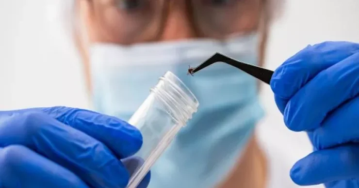 Alimlər insanlarda xəstəlik yaradan yeni gənə virusu tapdılar