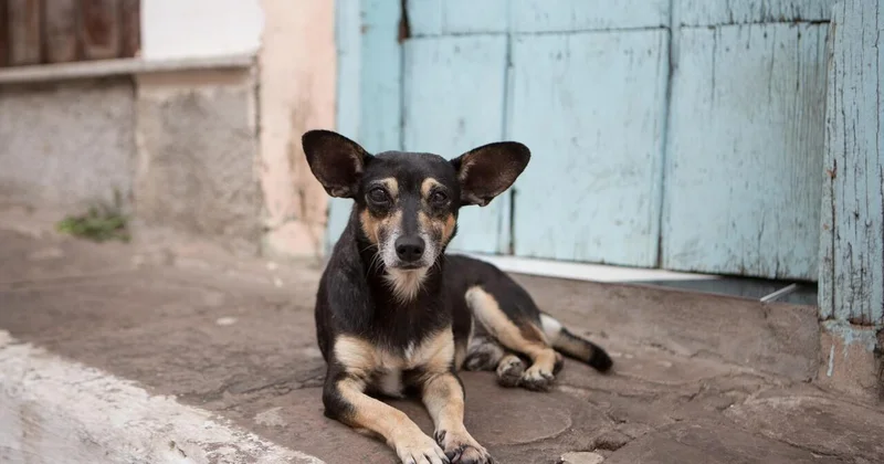 Bakıda küçə itinə görə aləm bir birinə dəydi 500 manat cərimələndi