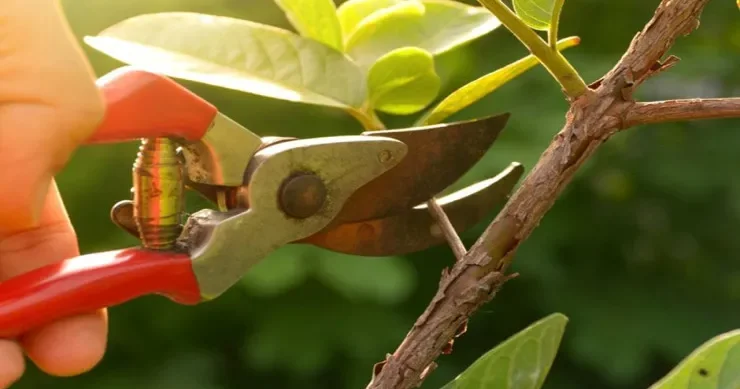 Noyabr ayında bu bitkiləri budamaq lazımdır