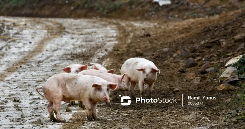 İspaniyalı alimlər insan böyrəklərini donuza köçürüblər