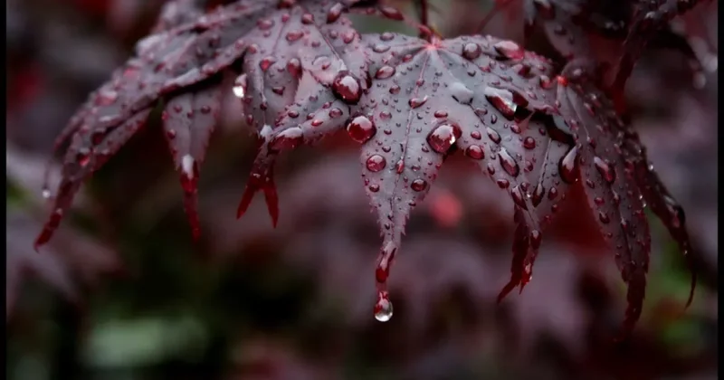 Завтра в Баку будет пасмурно и дождливо