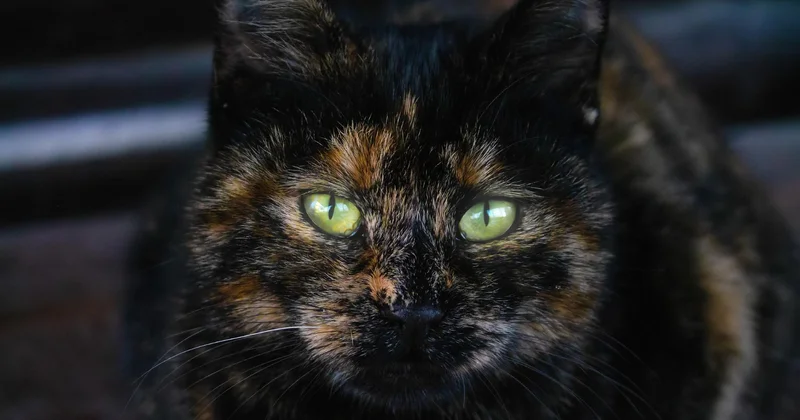 Kral məzarını pis ruhlardan qoruyan mumiyalanmış pişik tapılıb...