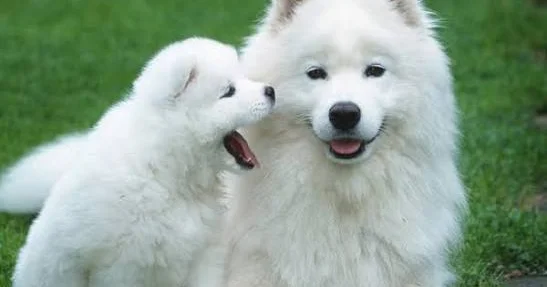 ARAŞDIRMA: İtlər gələcəkdə danışa bilərmi?