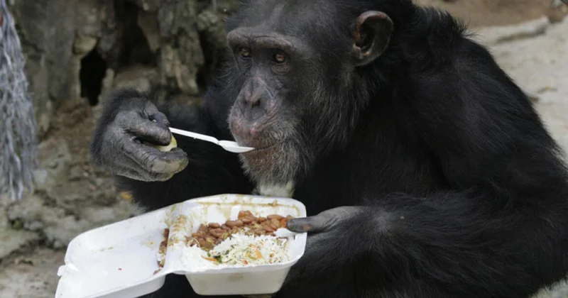 Şimpanzelərdə rasional düşünmənin əlamətləri aşkar edilib