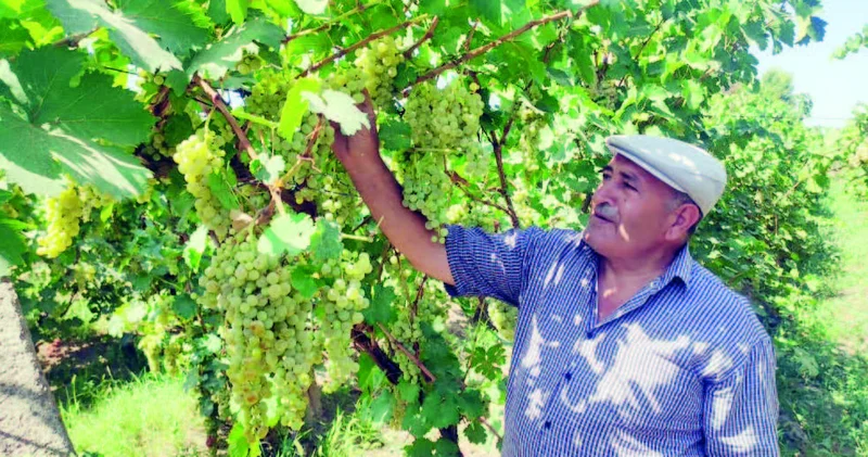 “Sədərək üzümü” bal dadır