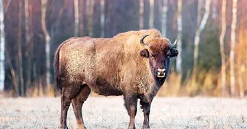 Super bizon mövcuddurmu?