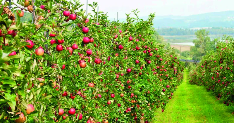 Torpaqda izi olanlar...