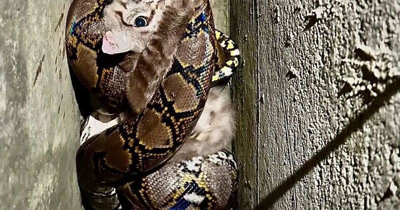 Прохожий в Сингапуре спас кошку из пасти питона ВИДЕО