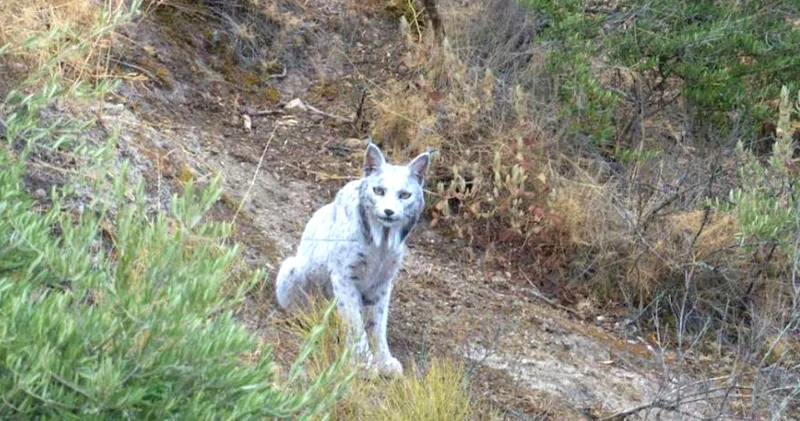İspan fotoqraf xəyalət heyvanı ilə qarşılaşarkən yerində donub qalıb...