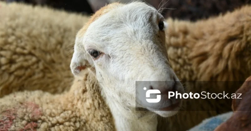 Göygöldə 60 dan çox qoyun oğurlandı: Hadisəni törədənlərin axtarışları davam edir