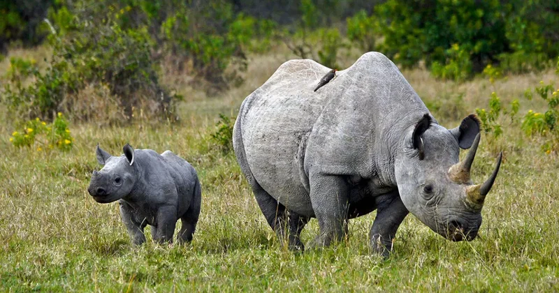 В ЮАР суд высказался за возобновление экспорта из страны рогов носорога