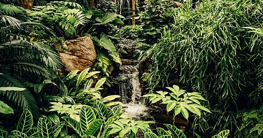 Konqodan Amazonkaya: Yer kürəsindəki ən böyük yağış meşələri...