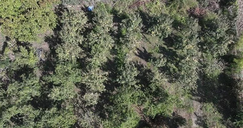 Bərəkətsiz torpaqlarda belə bitir Hər ağacdan 25 kilo məhsul alınır