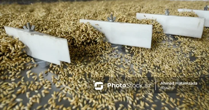 Азербайджан в 2025 году стал лидером по закупкам пшеницы из Саратова