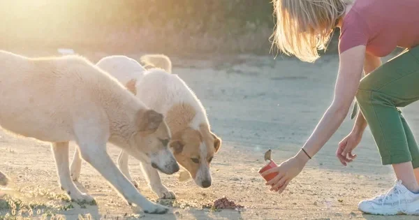 В Баку мужчина избил женщину за то, что она кормила собаку перед его домом