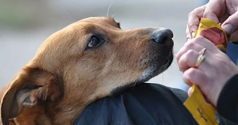 В Баку избили женщину за кормление бездомной собаки Minval Politika