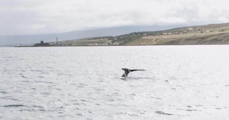 Qrenlandiya balinaları 200 il yaşaya bilir: Onlar bunu necə bacarır?