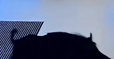 Во Франции кабан протаранил двери супермаркета ВИДЕО