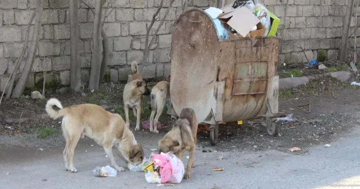 Bakıda küçə itinə yemək verən qadın DÖYÜLDÜ