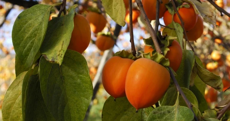 Россельхознадзор выявил фитосанитарные нарушения в импорте из Азербайджана Minval Politika