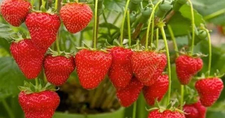 Azərbaycanda qeyri adi MEYVƏ: Ağacda çiyələk yetişdi FOTO