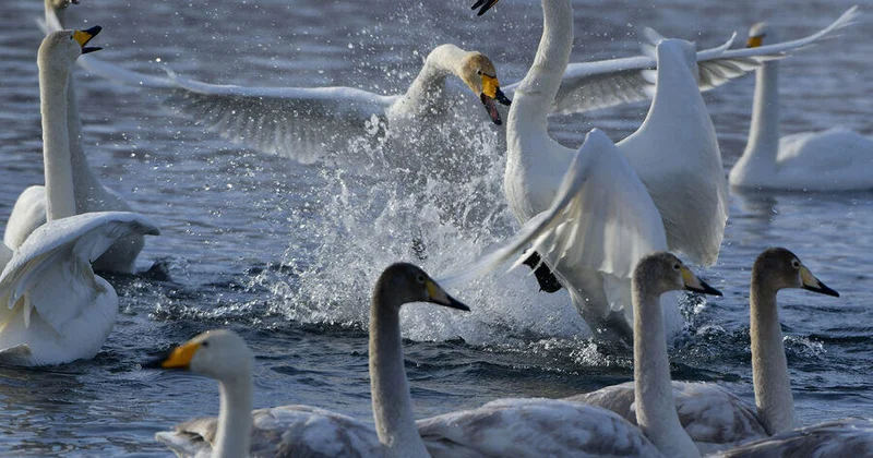 Лебедь парализовал движение поездов в Шотландии
