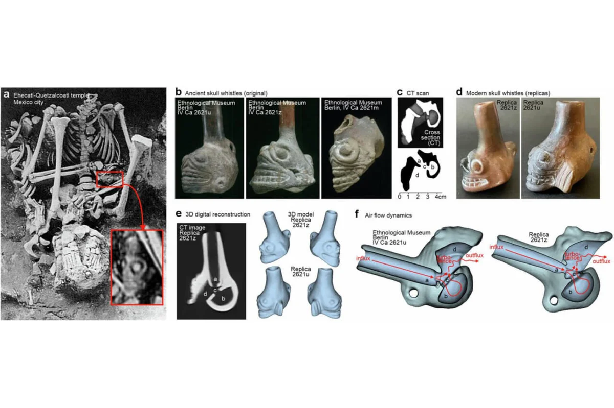 Раскрыта тайна ужасных звуков свистковчерепов из ацтекских захоронений