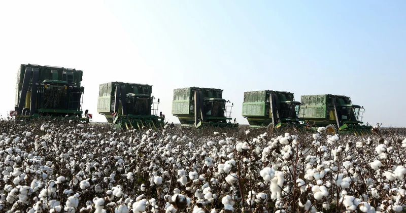 Ağcabədidə pambıq yığımında məhsuldarlıq artıb