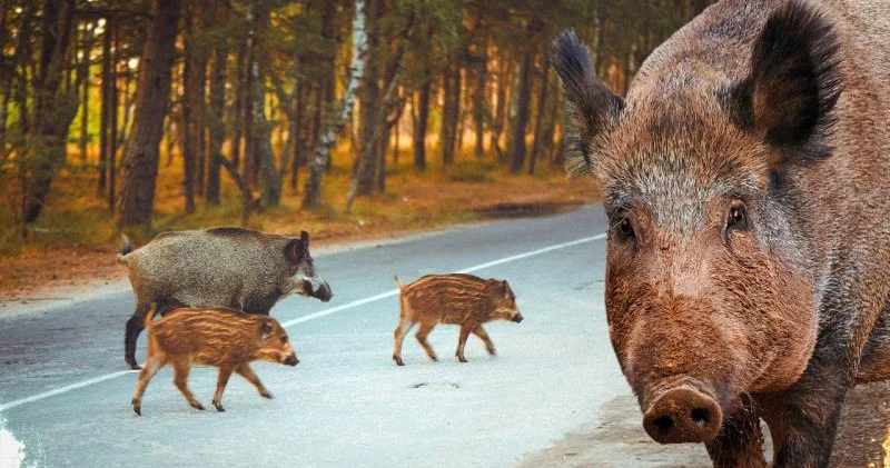 İspaniyada donuz taunu epidemiyası Hərbçilər mübarizəyə cəlb edildi