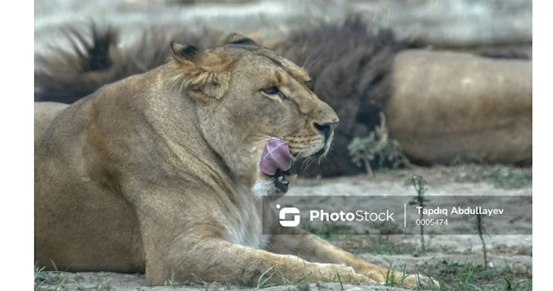 Braziliyada zooparkda faciə: Aslan gənc oğlanı parçalayıb