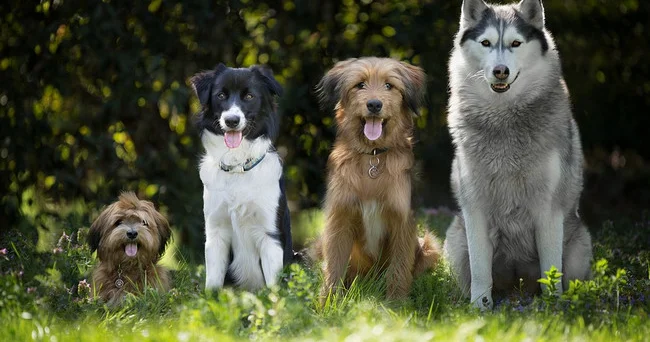 Azərbaycanlı bloger Elmira Namazova robot it aldı Ev heyvanlarını da robotlar əvəz edir artıq