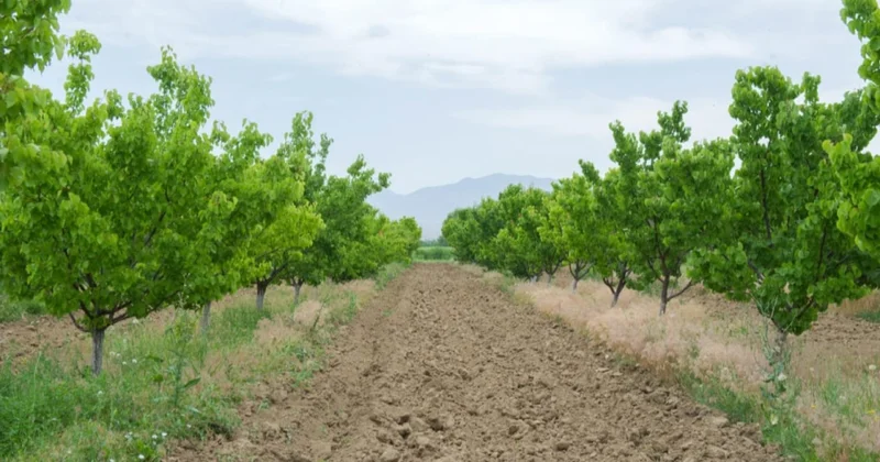 Naxçıvanda meyvə bağlarının şaxta və digər risklərdən sığortalanmasına start verilib