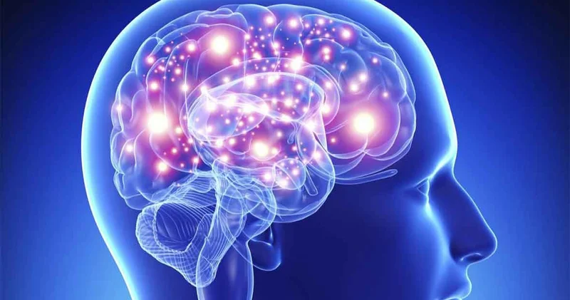 Beynin inkişafını idarə edən əsas gen müəyyən edildi