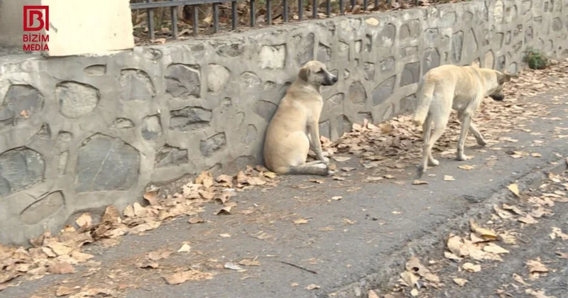 ŞOK: Bu il Şəkidə 1017 nəfəri it dişləyib FOTO