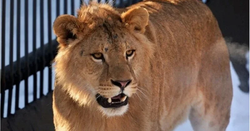 Zooparkda şir gənci parçaladı ANBAAN VİDEO