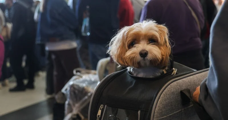 “Bobik, yerinə qayıt!”