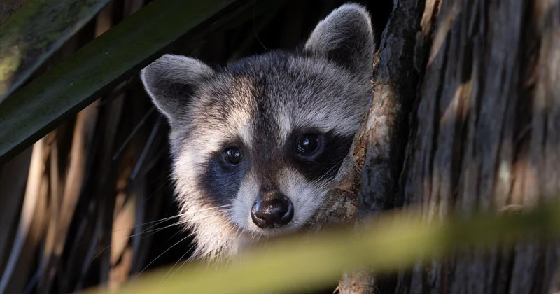 Еноты вступили в фазу самодомашнивания Исследование