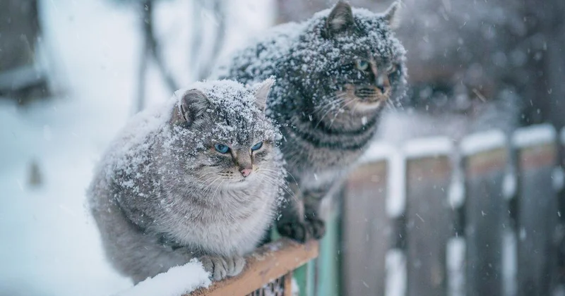Синоптики спрогнозировали снег в Азербайджане Minval Politika