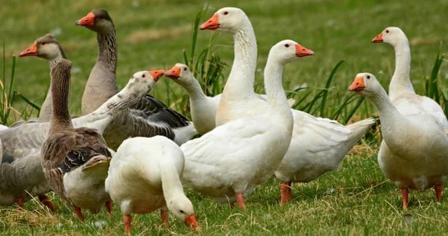 Xatirəsinə festival da keçirilir... Səsi ilə tarixi dəyişdirən qazlar qədim şəhərin mühafizəçi ləridir Video