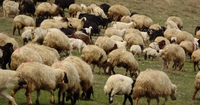 Yunanıstanda qoyun və keçilərdə xəstəlik yayılıb 100 milərlə heyvan kəsilib