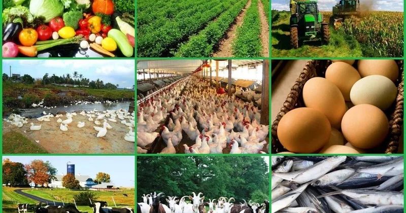 Azərbaycanın ərzaq təhlükəsizliyi: aqrar sektorun inkişafı necə gedir? ANALİZ