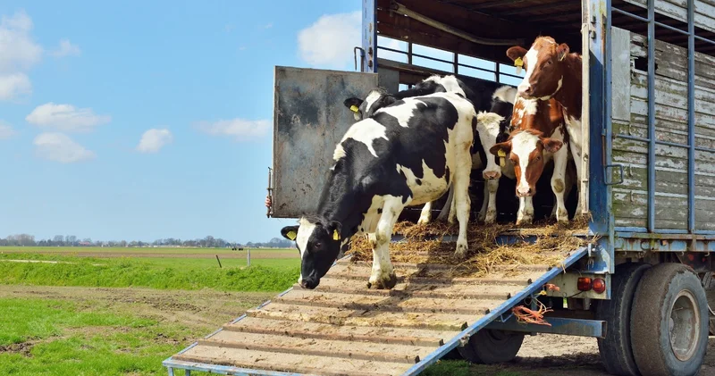 Ограничения на импорт сельхозживотных из Грузии сняты