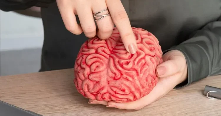 Beyin bu yaşlarda DƏYİŞİR