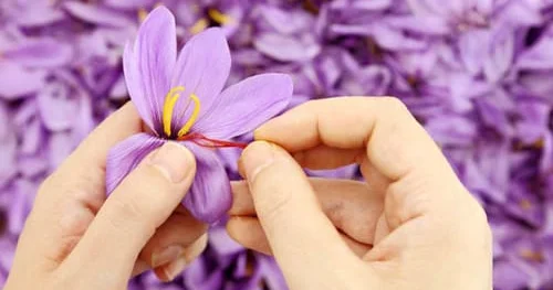 Azərbaycanda son illər zəfəran istehsalının tendensiyası ARAŞDIRMA