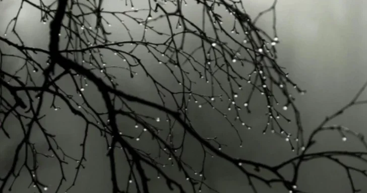 Фактическая погода: в ряде районов идут дожди, видимость снижена из за тумана