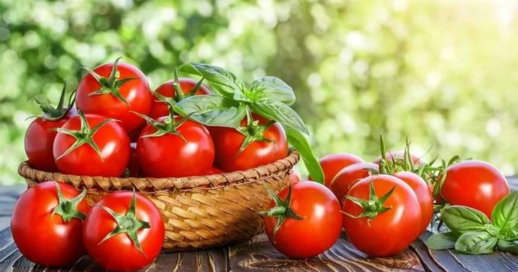 Azərbaycan bu ölkəyə pomidor satışını bərpa etdi