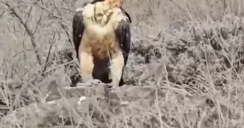 Laçında nadir quş göründü FOTOLAR